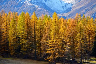 Pine trees in forest during autumn