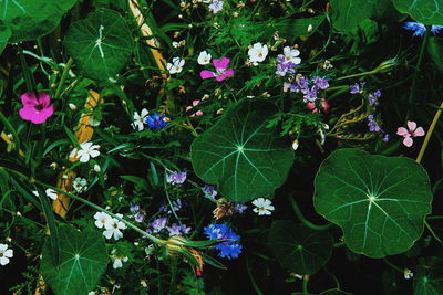 High angle view of purple flowering plant