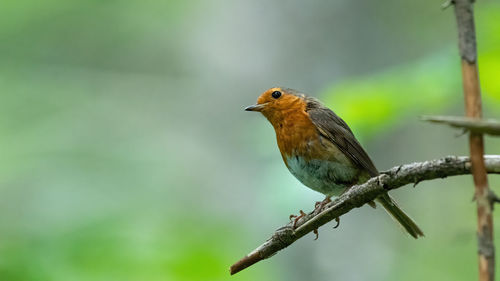 Close-up of bird perching on twig