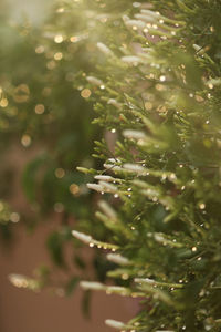 Close-up of plant
