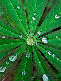 Full frame shot of raindrops on leaves