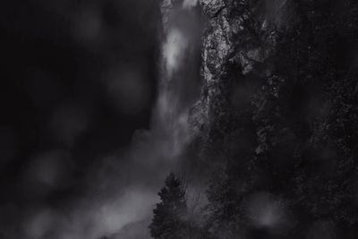 Low angle view of trees in forest against sky