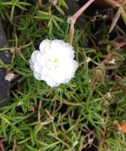 Close-up of flower blooming outdoors