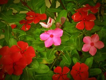 Close-up of pink flowers