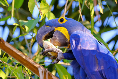 Close-up of parrot perching on tree