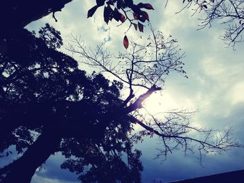 Low angle view of flowering tree against cloudy sky