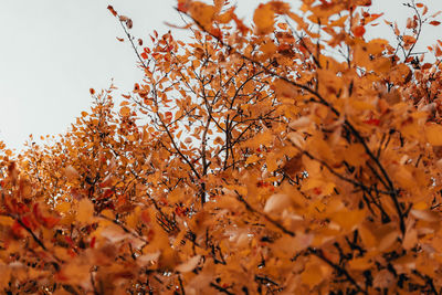 Low angle view of autumnal tree against sky