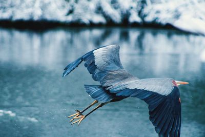 Side view of a bird flying over lake