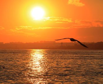 Silhouette bird flying over lake against sky during sunset