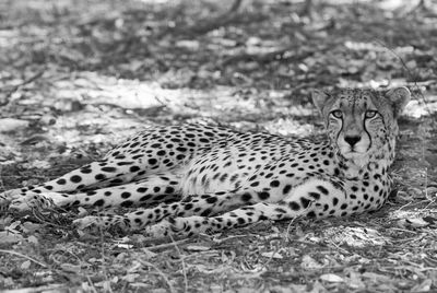 Close-up of cheetah