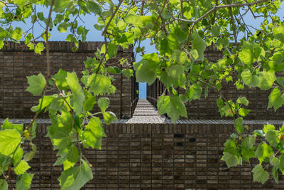 Low angle view of plants against wall