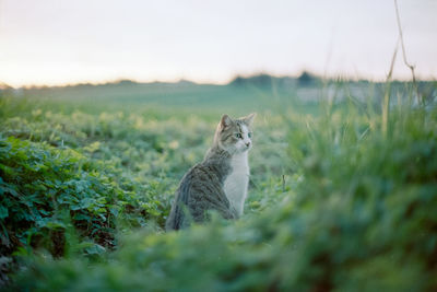 View of a cat on field