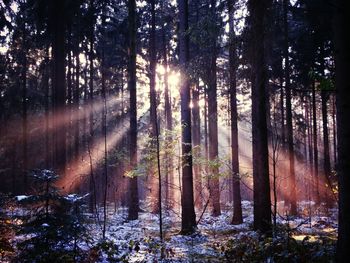 Trees in forest against sky