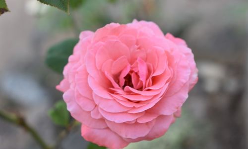 Close-up of pink rose