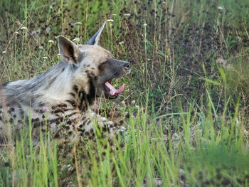 Close-up of hyena yawning