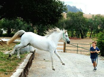 Side view of horse on tree