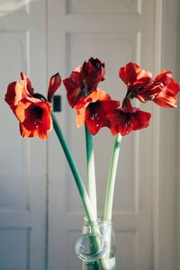 Close-up of famaryllis fowers in vase