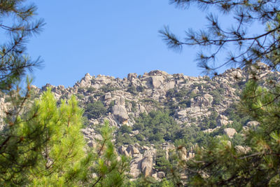 Panoramic shot of trees on landscape against clear blue sky