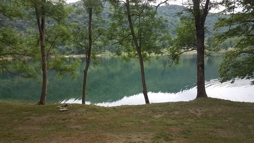 Scenic view of lake amidst trees in forest