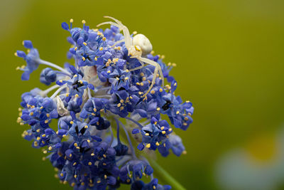 Close up marco of crab flower white spider of the thomisidae group showing fangs and eyes