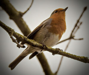 Low angle view of bird perching on branch