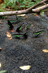 High angle view of moth on field