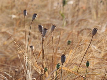 Close-up of flower buds on field 