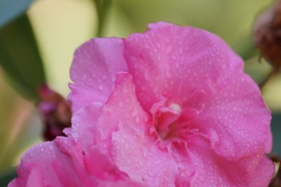 Close-up of pink flower