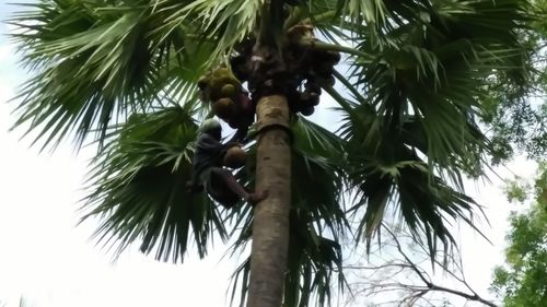 Low angle view of palm trees