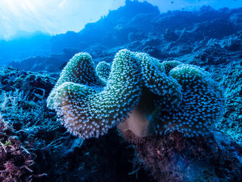 Soft coral at reef edge