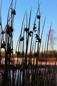 View of plants in water