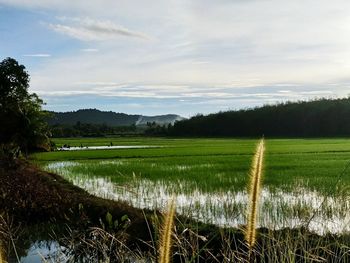 Scenic view of field against sky