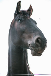 Close-up of horse against white background