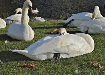 Mute swans relaxing at lakeshore