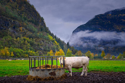 A cow pauses, mid munch, to look straight at my intrusion of its meal on a foggy, fall day