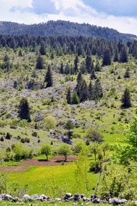 Scenic view of trees in forest against sky