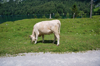 Sheep grazing in a field