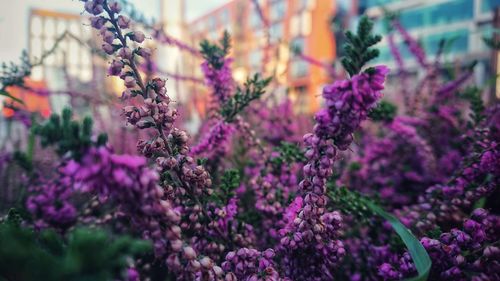 Close-up of purple flowering plants