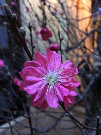 Close-up of pink flower blooming outdoors