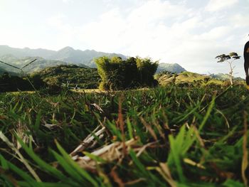 Close-up of grass on field against sky