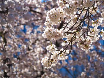 Close-up of white cherry blossoms in spring