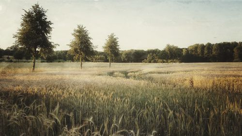 Scenic view of agricultural field against sky