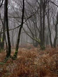 Bare trees in forest