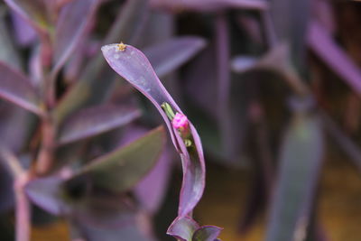 Close-up of purple flowering plant
