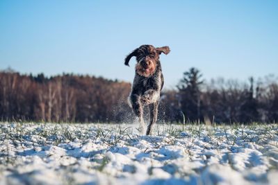 Cesky fousek jumps through snowy field. the focused look of young bohemian wire as she sprints 