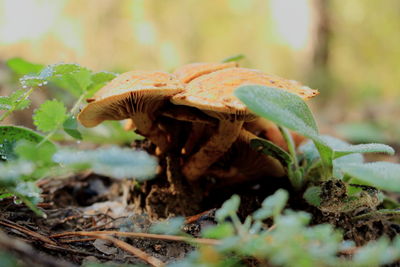 Close-up of mushroom