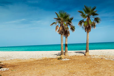 Palm trees on beach against sky