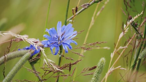 Close-up of purple flowering plant