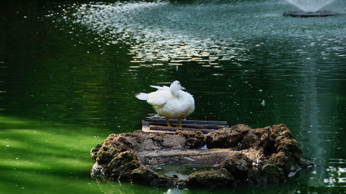 Birds in calm water