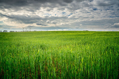 Scenic view of agricultural field against sky